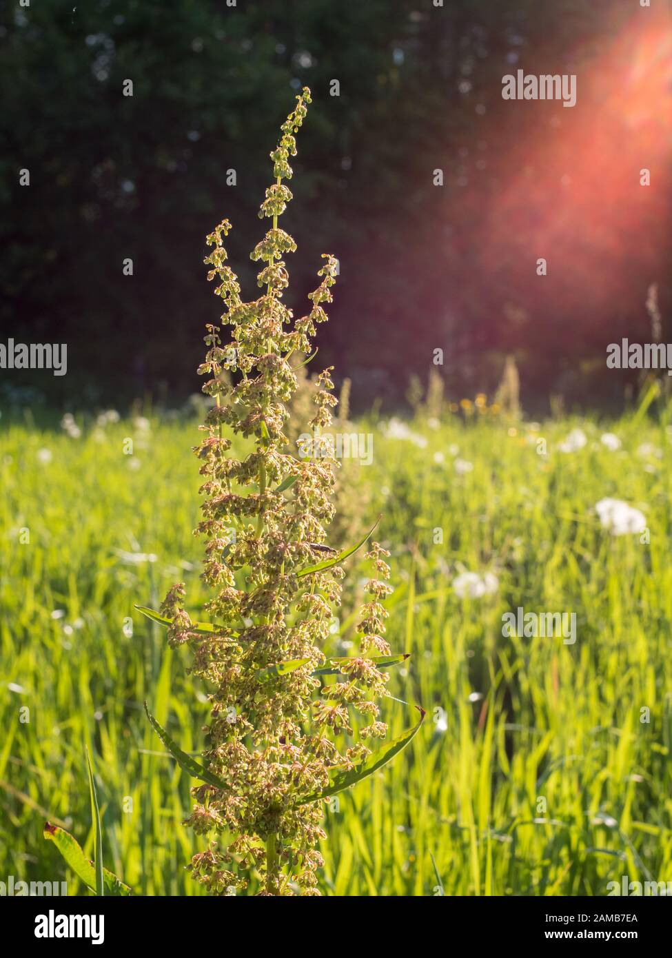 Dock plant at green hay field with backlight lens flare Stock Photo
