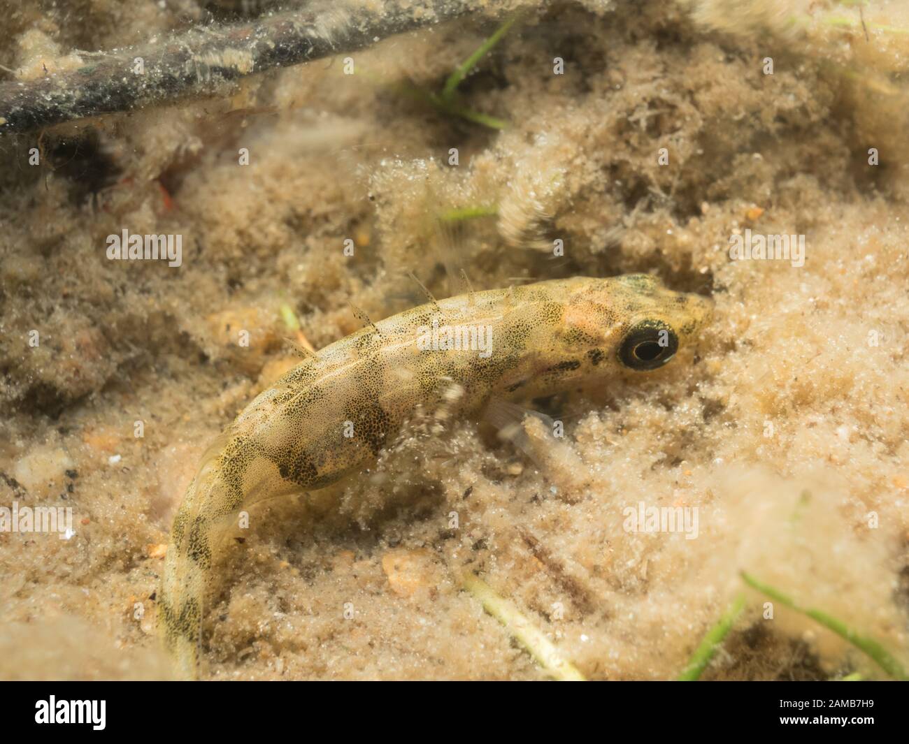 Ninespine Stickleback fish (Pungitius pungitius) Stock Photo