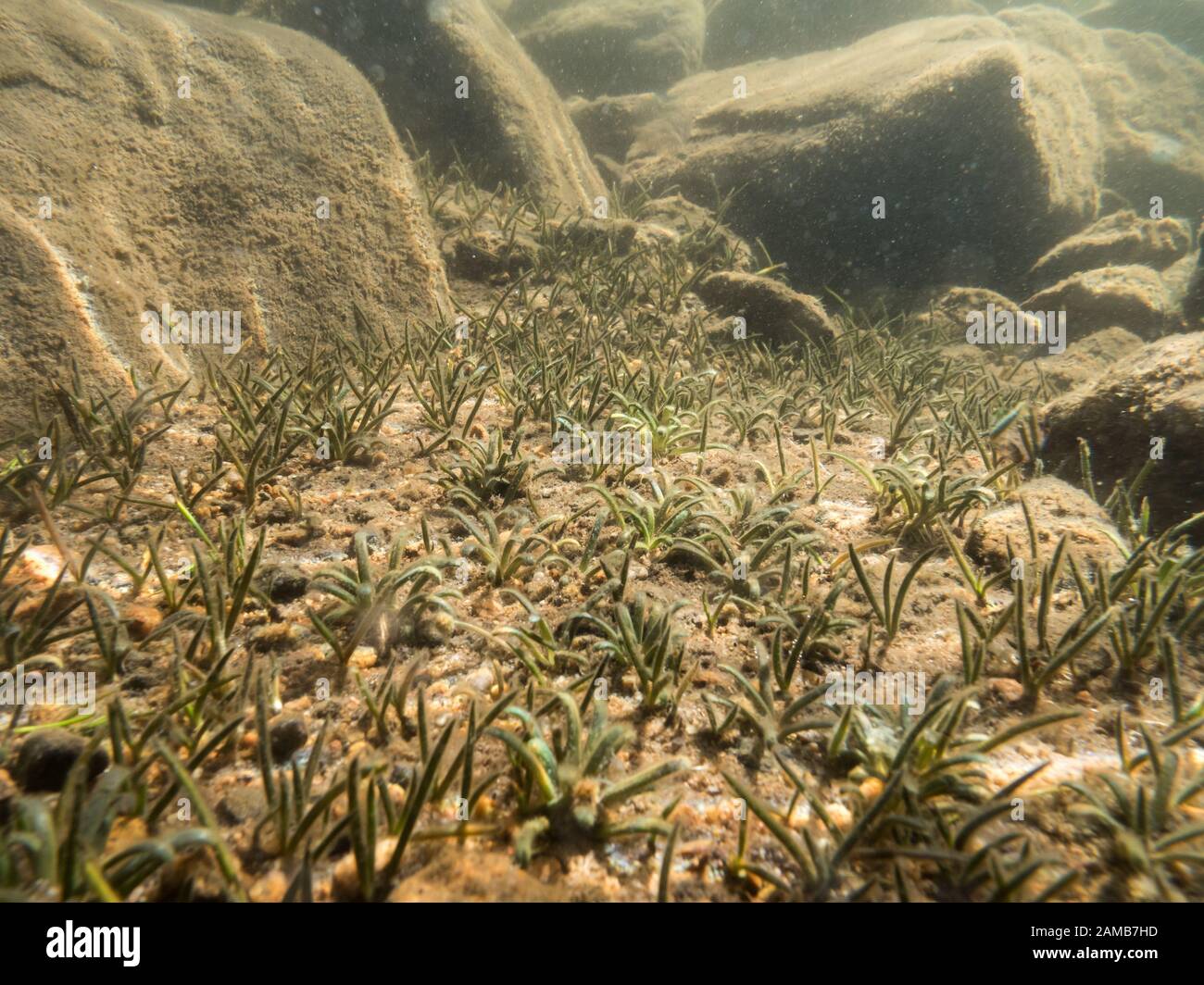 Bottom-leaved water plants underwater in lake bottom Stock Photo