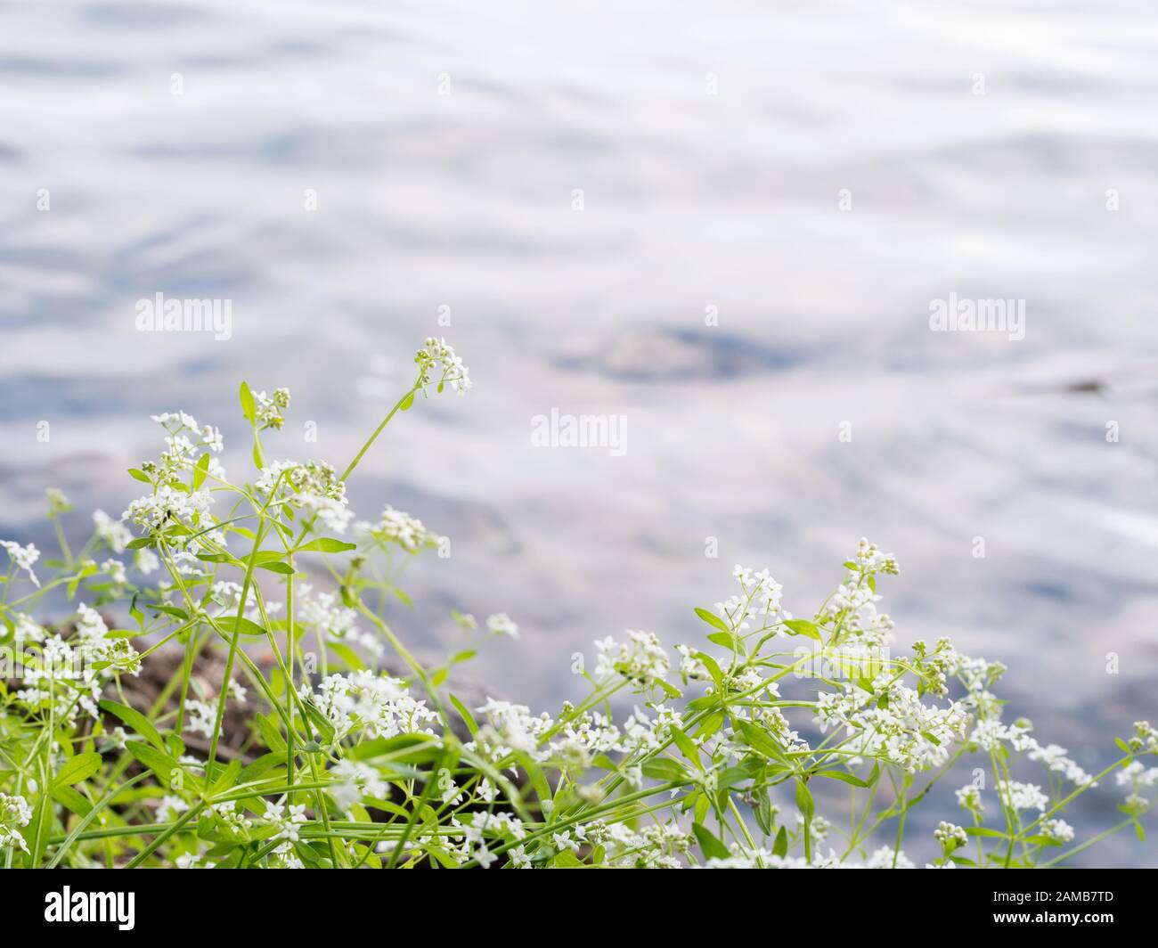 Marsh-bedstraw shore plant by lake Stock Photo