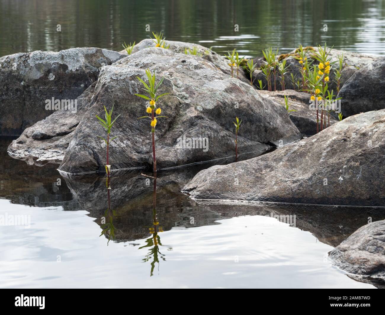 Tufted loosestrife plant growing in shallow water Stock Photo