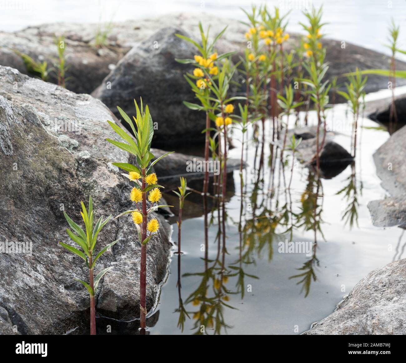 Tufted loosestrife plant growing in shallow water Stock Photo