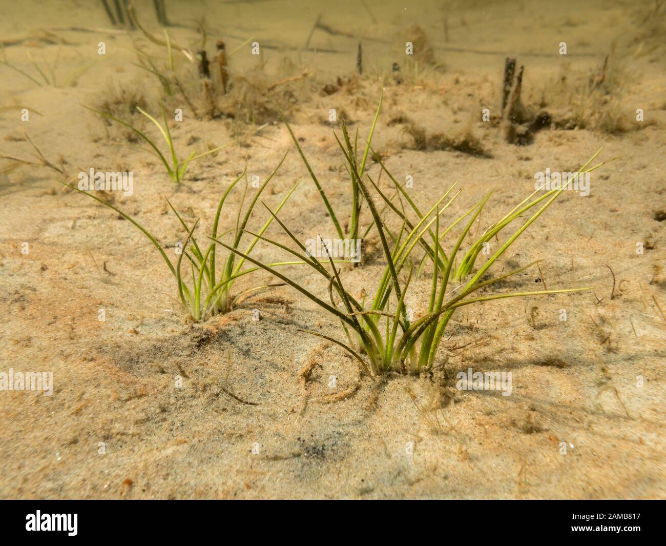Spiny-spored quillwort aquatic plant Stock Photo