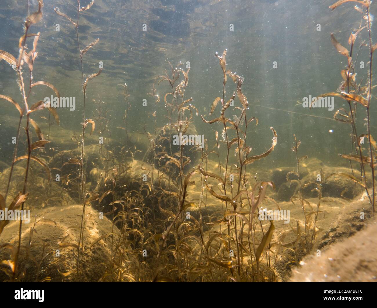 Underwater shot of pondweeds over stony lake bottom Stock Photo