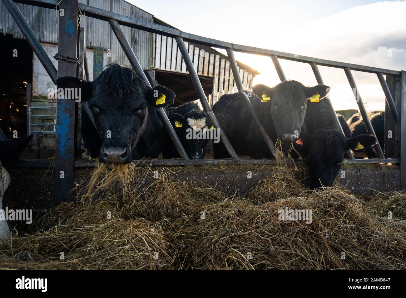 Close up of Holstein Friesian Dairy Cows eating hay on the farm, dairy farming in the UK, feeding time, Lower Newton Farm located in Tean, Stoke Stock Photo