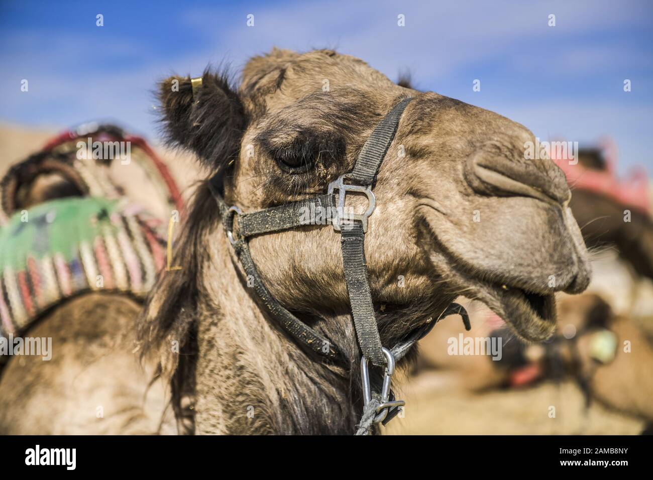 Kamel als Reittier rastet in der Negev-Wüste, Israel Stock Photo