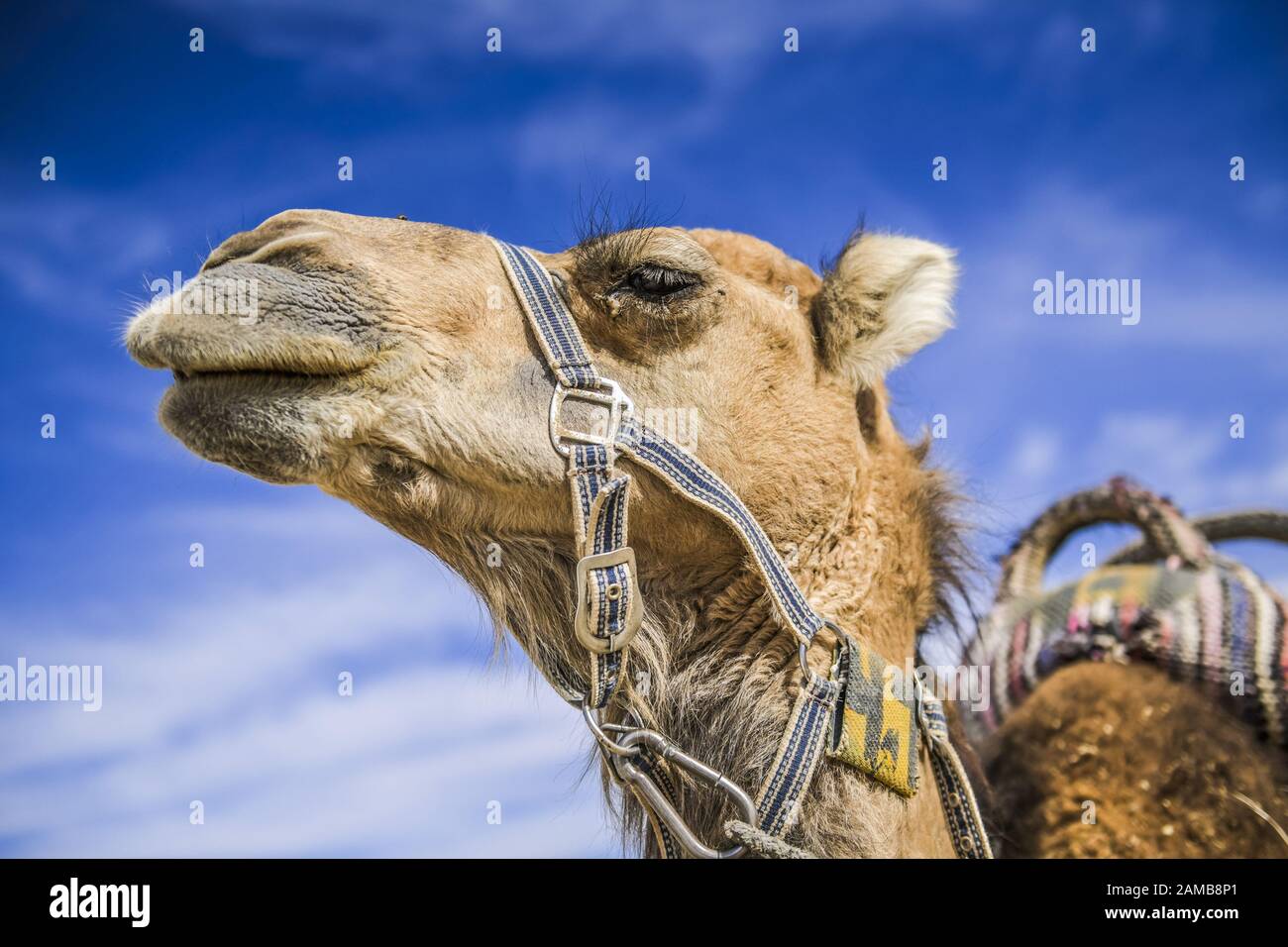 Kamel als Reittier rastet in der Negev-Wüste, Israel Stock Photo