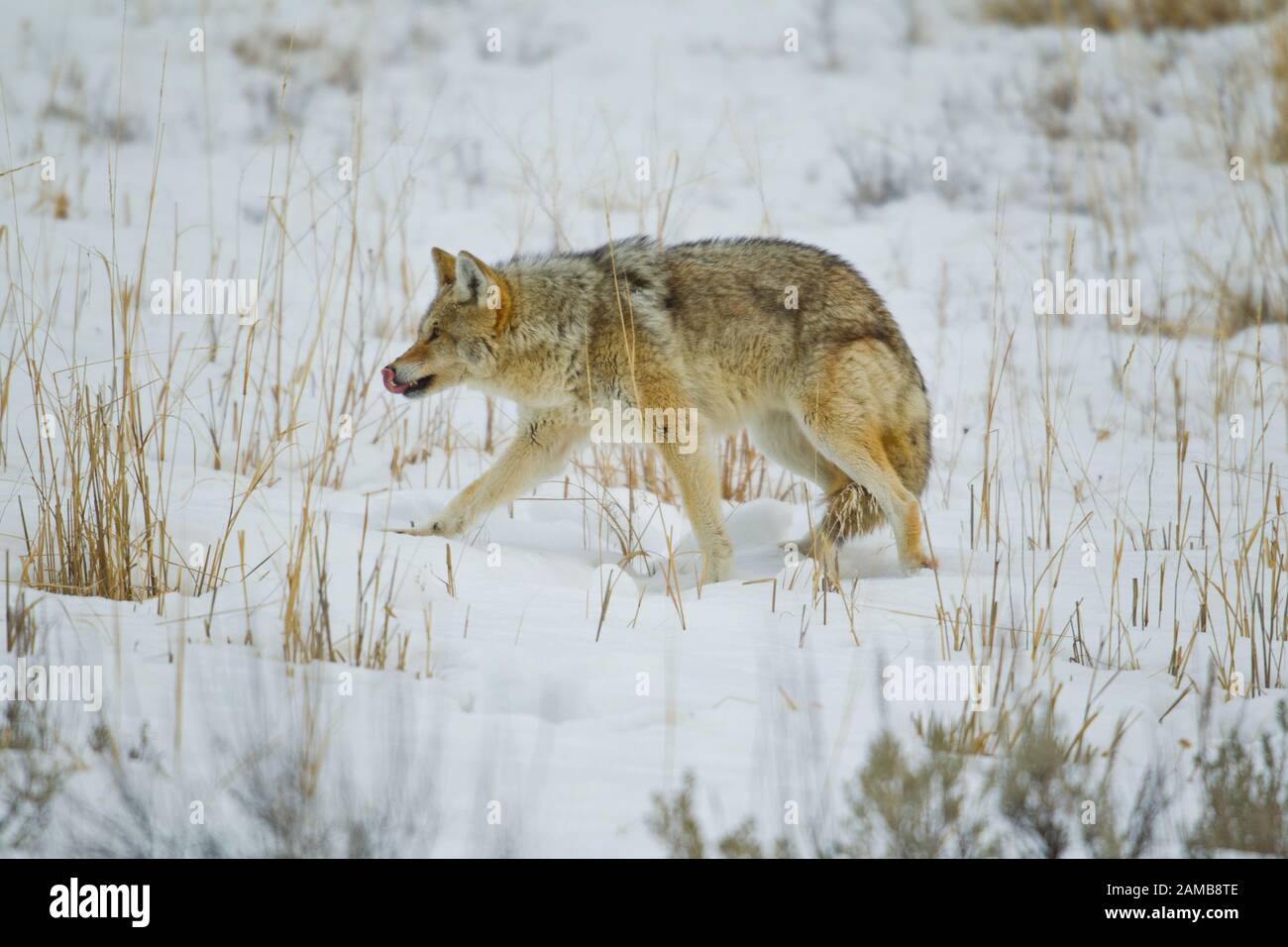 Coyote (Canis latrans) on the move in winter setting Stock Photo