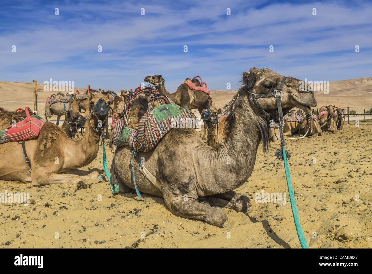 Kamele Als Reittiere Rasten In Der Negev Wuste Israel Stock Photo Alamy