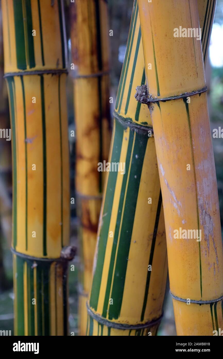 Bambus im Garten Antonio Ponta Delgada, Sao Miguel,Azoren