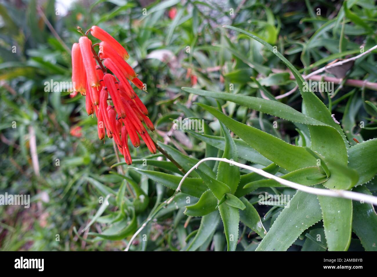 Aloe ciliata (Syn. Aloe ciliaris) im Garten Antonio Borges, Ponta Delgada,  Sao Miguel, Azoren, Portugal Stock Photo - Alamy