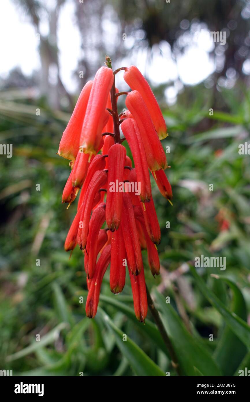 Aloe ciliaris hi-res stock photography and images - Alamy