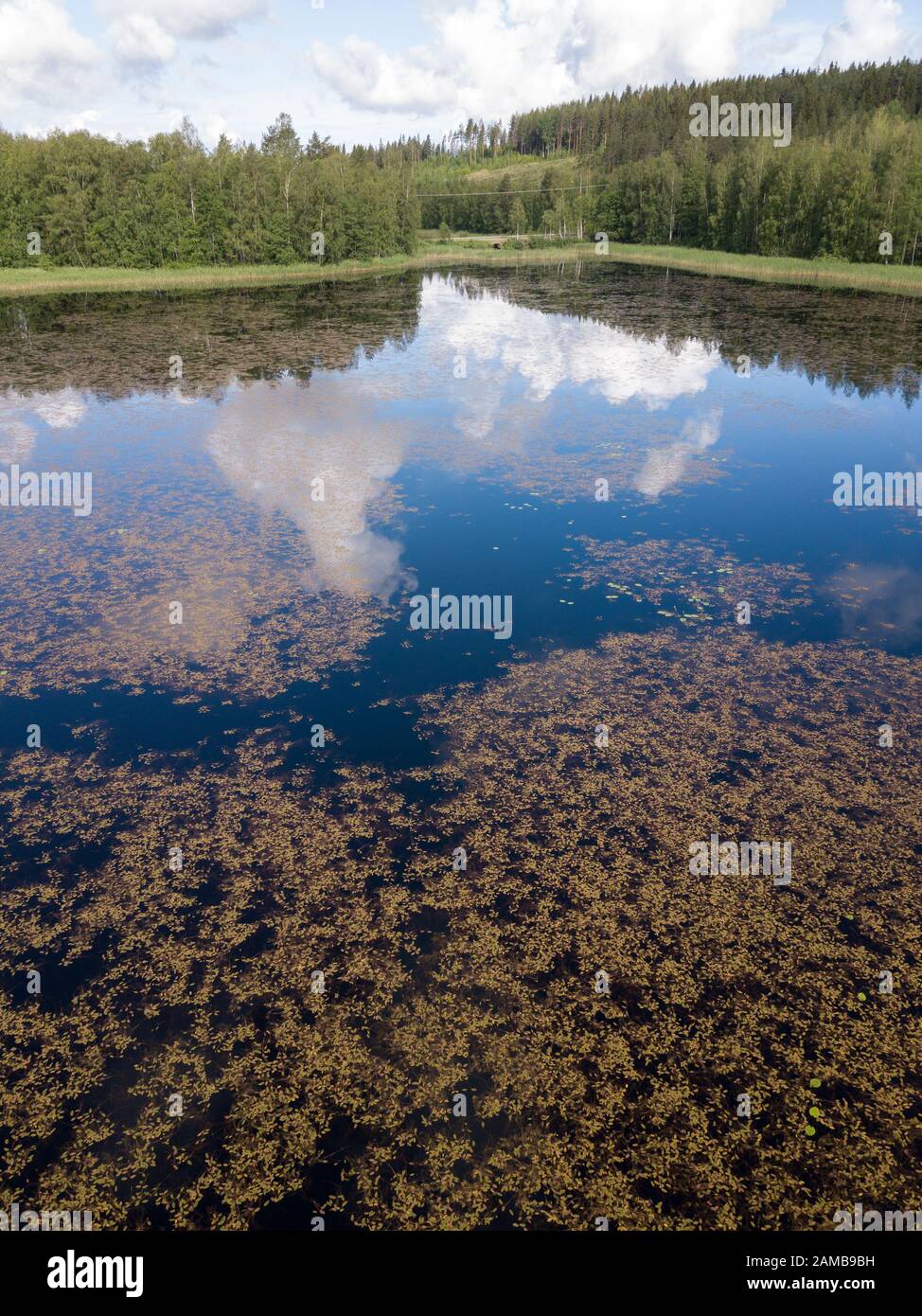 Calm lake with floating pondweed covering water surface Stock Photo