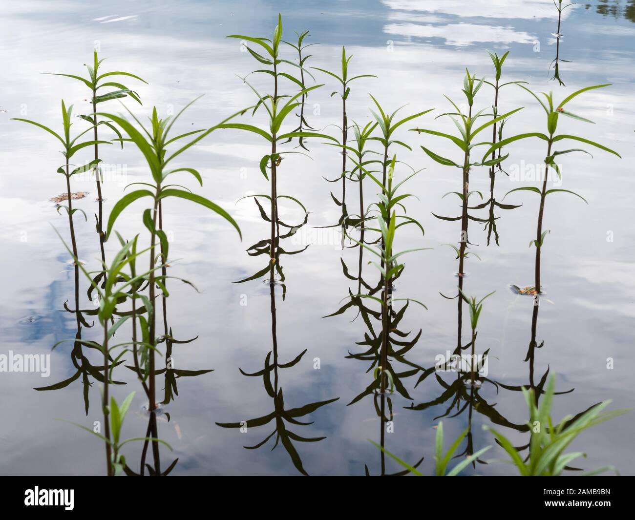 Tufted loosestrife plant growing in calm shallow water Stock Photo