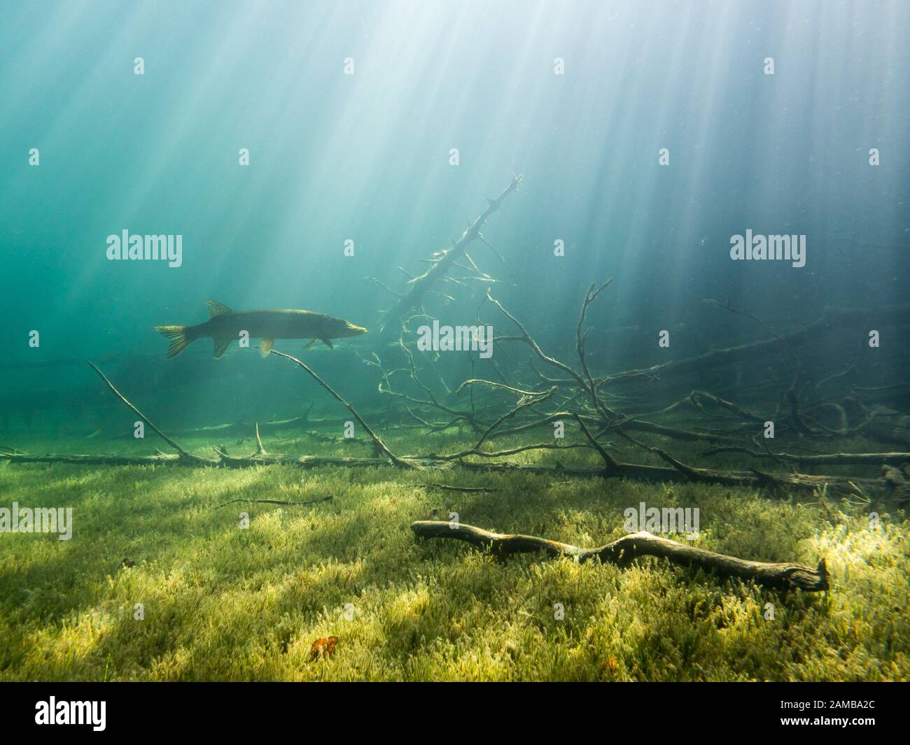 Northern pike in underwater scenery with sunrays and sunken trees Stock Photo