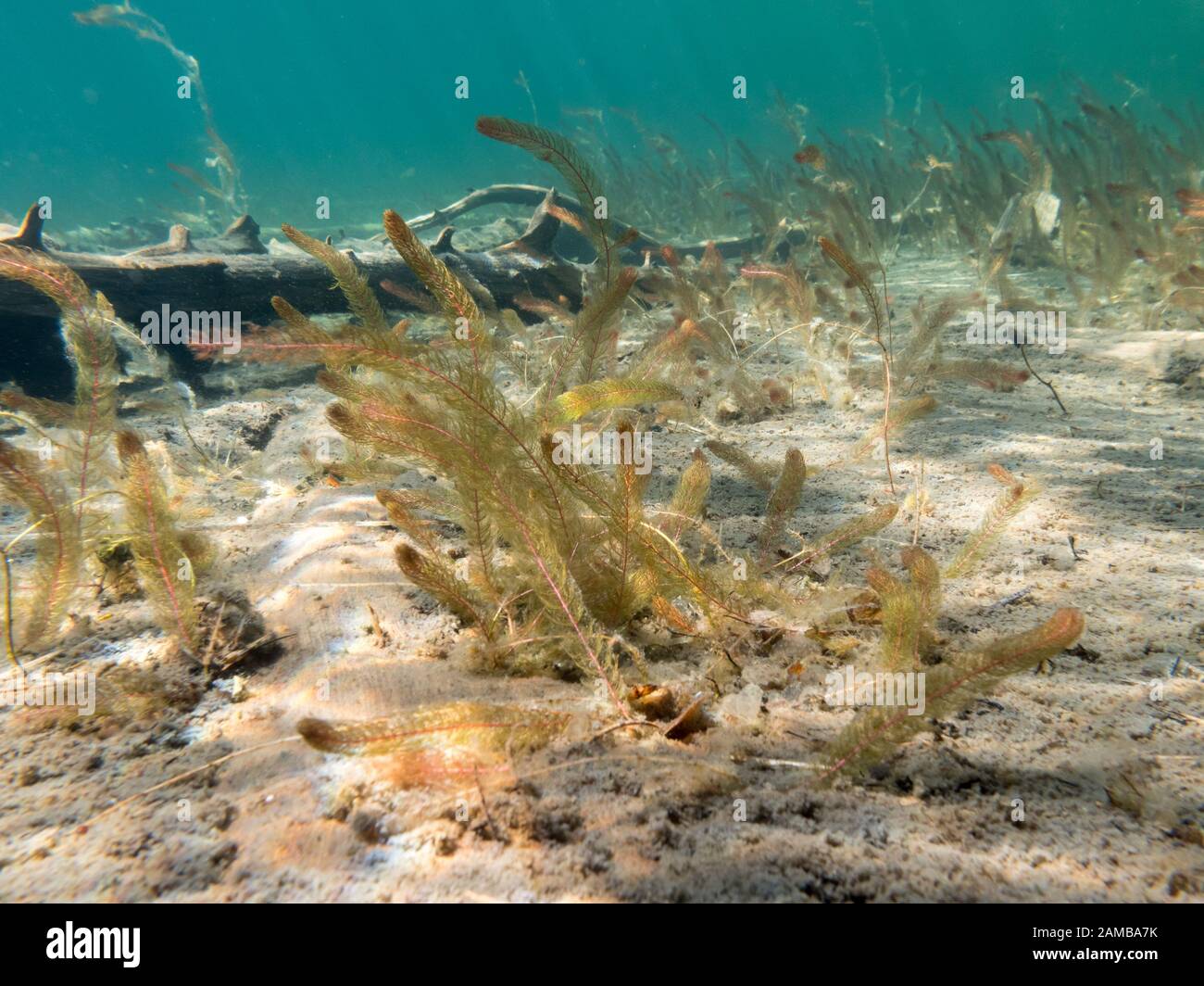 Alternate water-milfoil aquatic plant on sand bottom Stock Photo