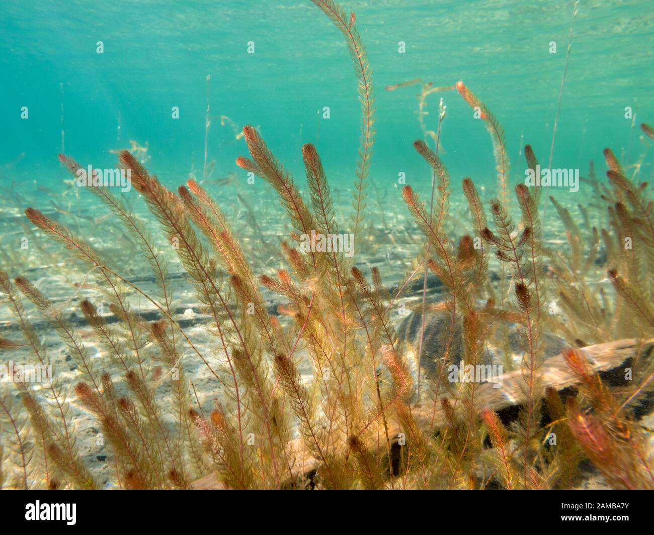 Alternate water-milfoil aquatic plant Stock Photo