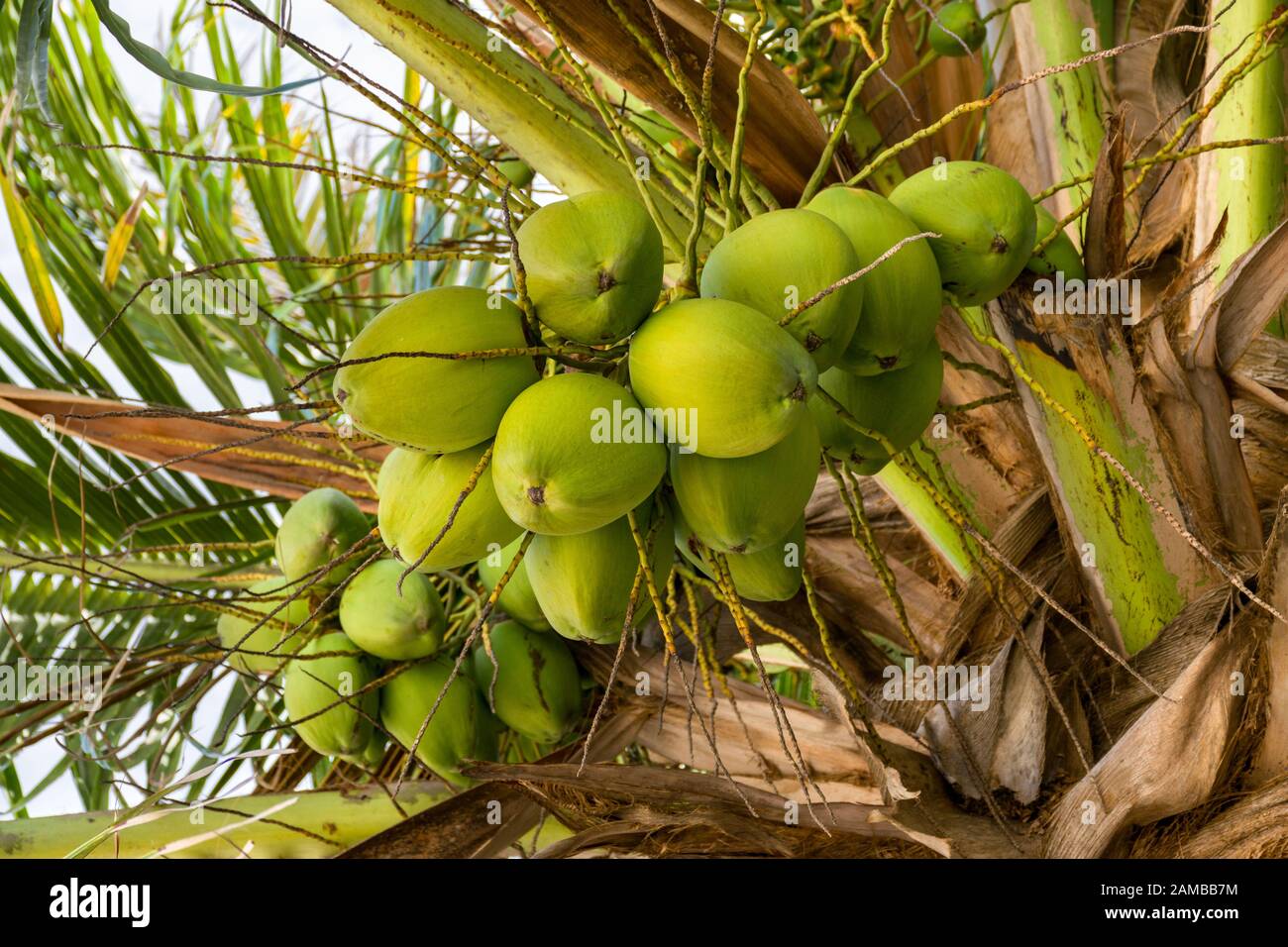 Green coconut palm tree seeds (Cocos nucifera) in tree Stock Photo