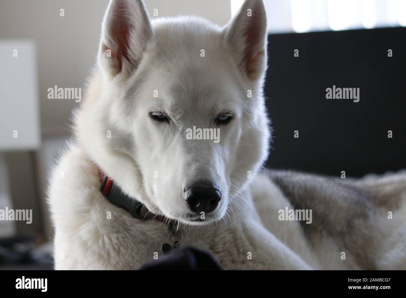 Gray Adult Siberian Husky Dog (Sibirsky husky) sleeping in his bed