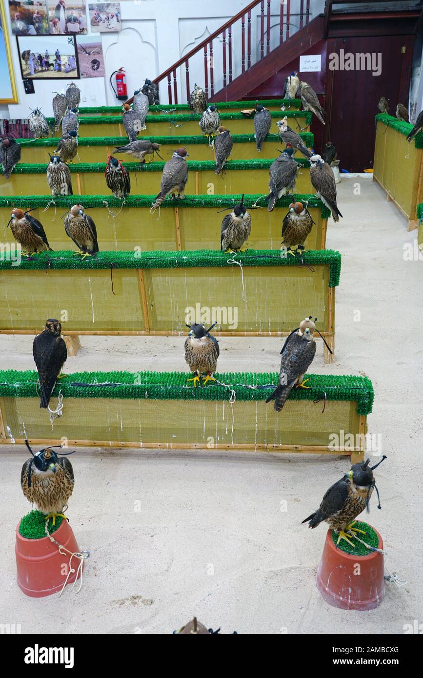 DOHA, QATAR -12 DEC 2019- View of hunting falcons and falconry equipment at  the Falcon Souq, a market selling live falcon birds in the center of Doha  Stock Photo - Alamy