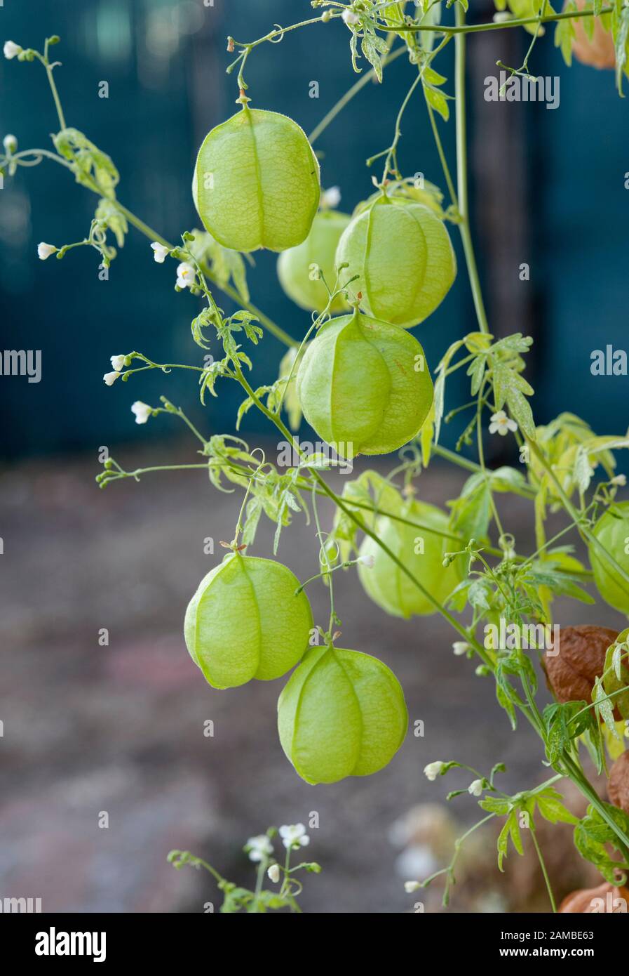 Green balloon of Cardiospermum halicacabum vine, known as the balloon plant or love in a puff. It belongs to the soapberry family, Sapindaceae. Stock Photo