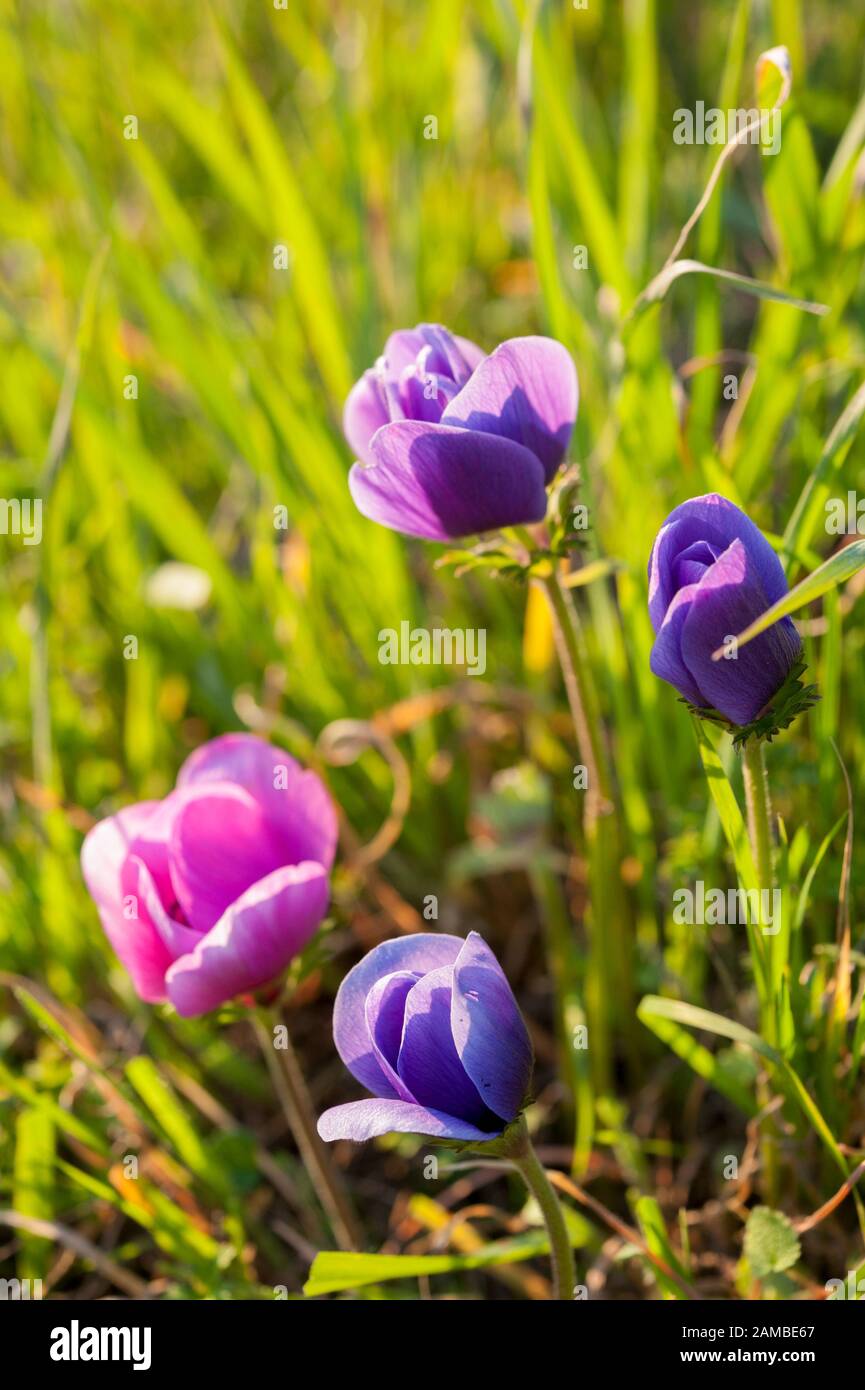 Anemone is a genus of about 200 species of flowering plants in the family Ranunculaceae, native to temperate zones. Stock Photo