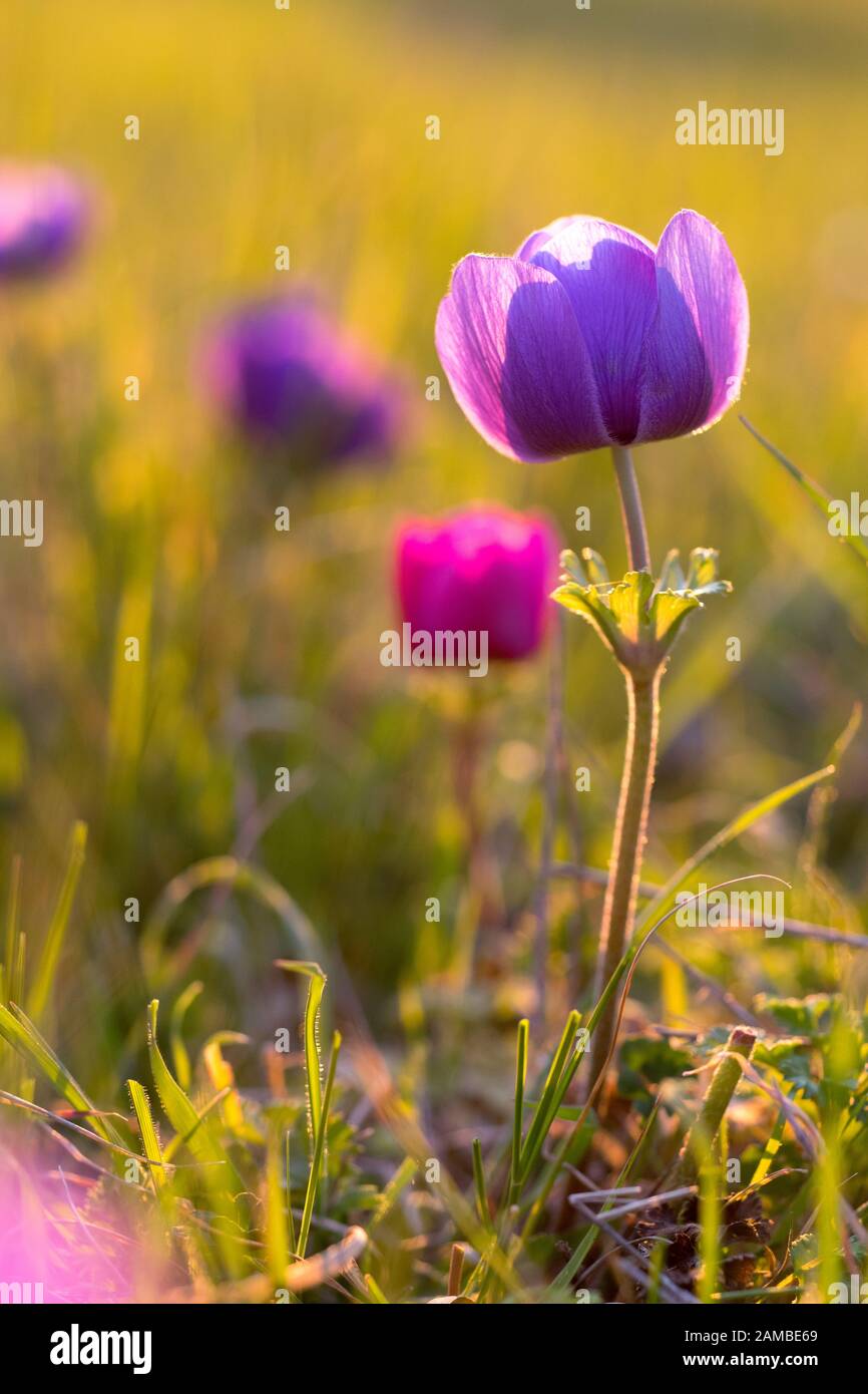 Anemone is a genus of about 200 species of flowering plants in the family Ranunculaceae, native to temperate zones. Stock Photo