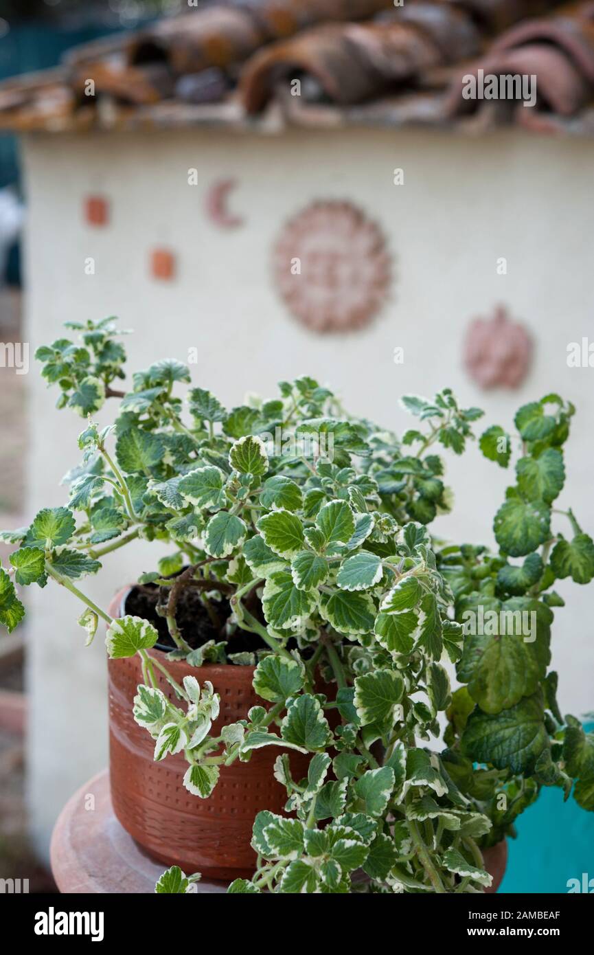 Plectranthus coleoides is a ornamental plant that keeps away the