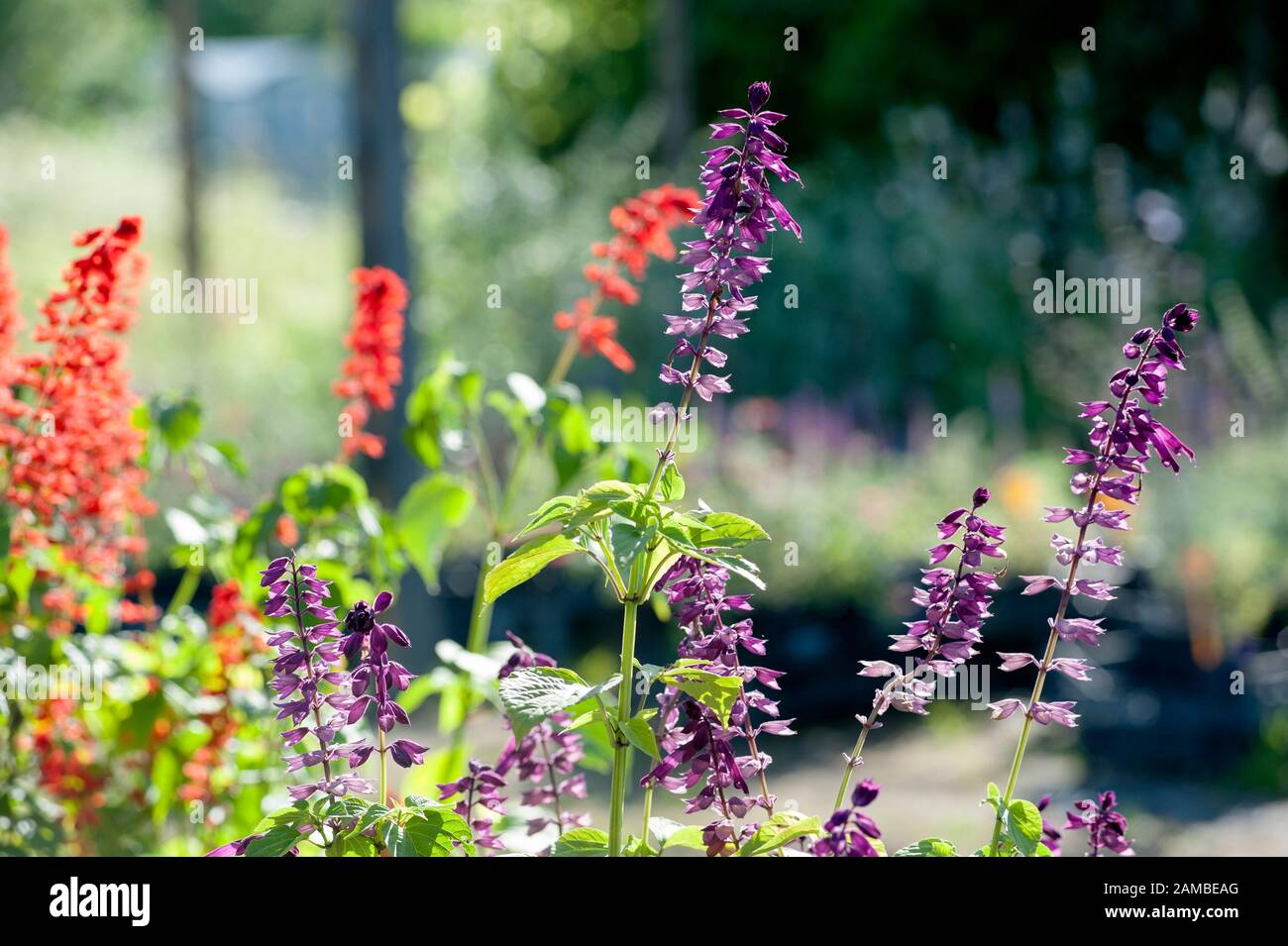 Salvia is the largest genus of plants in the mint family, Lamiaceae