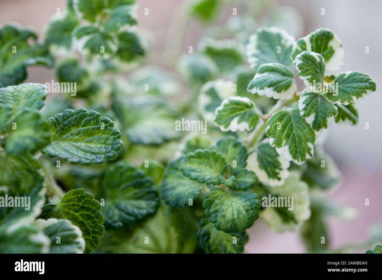Plectranthus coleoides is a ornamental plant that keeps away the