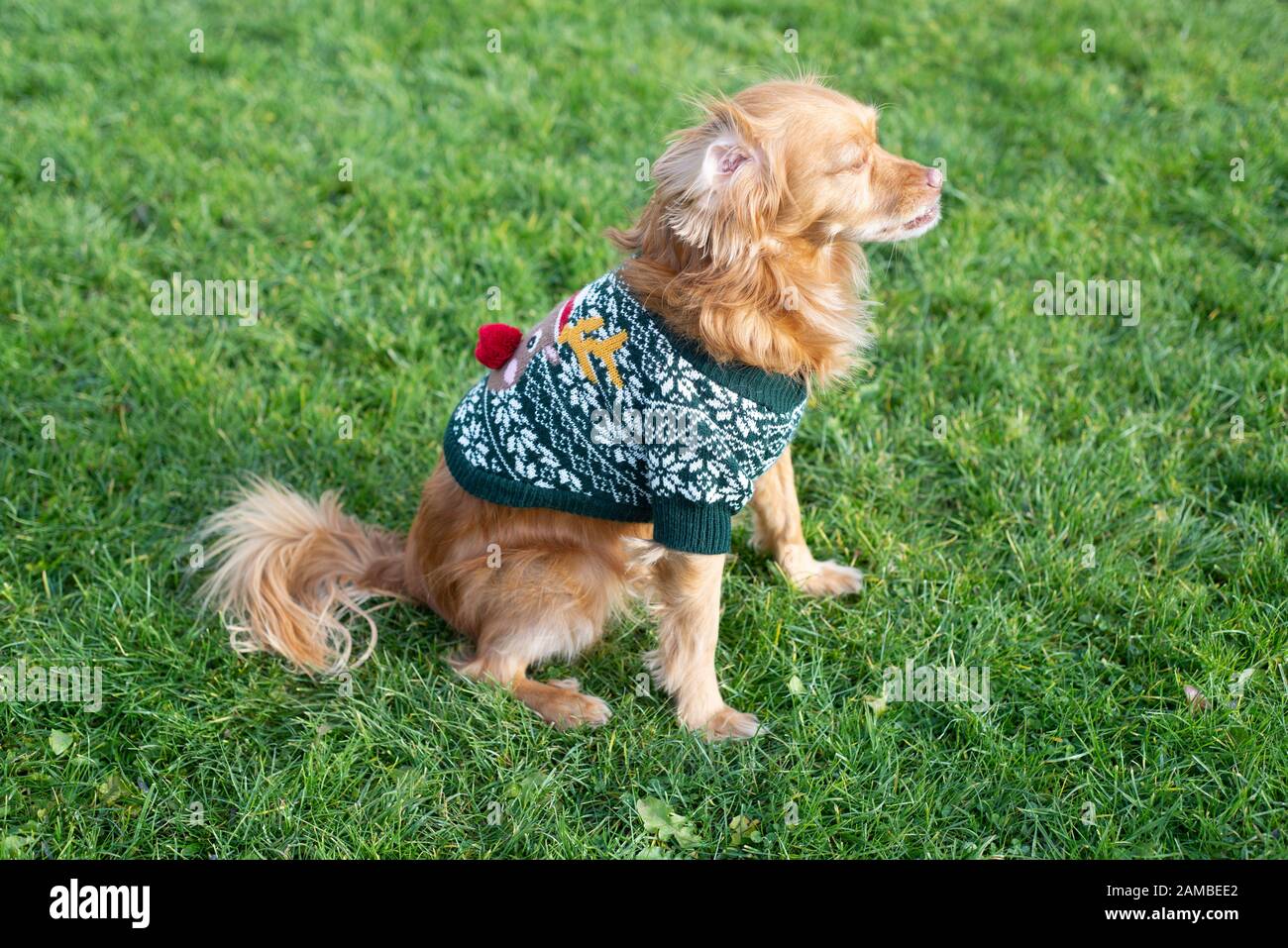 green dog christmas sweater
