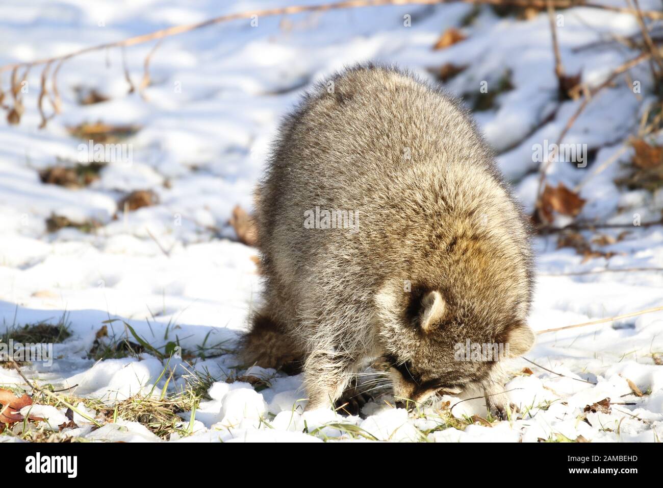 Rabid Raccoon foaming at the mouth. While this particular raccoon may not be rabid, a wet sick raccoon foaming at the mouth is a sign of rabies Stock Photo
