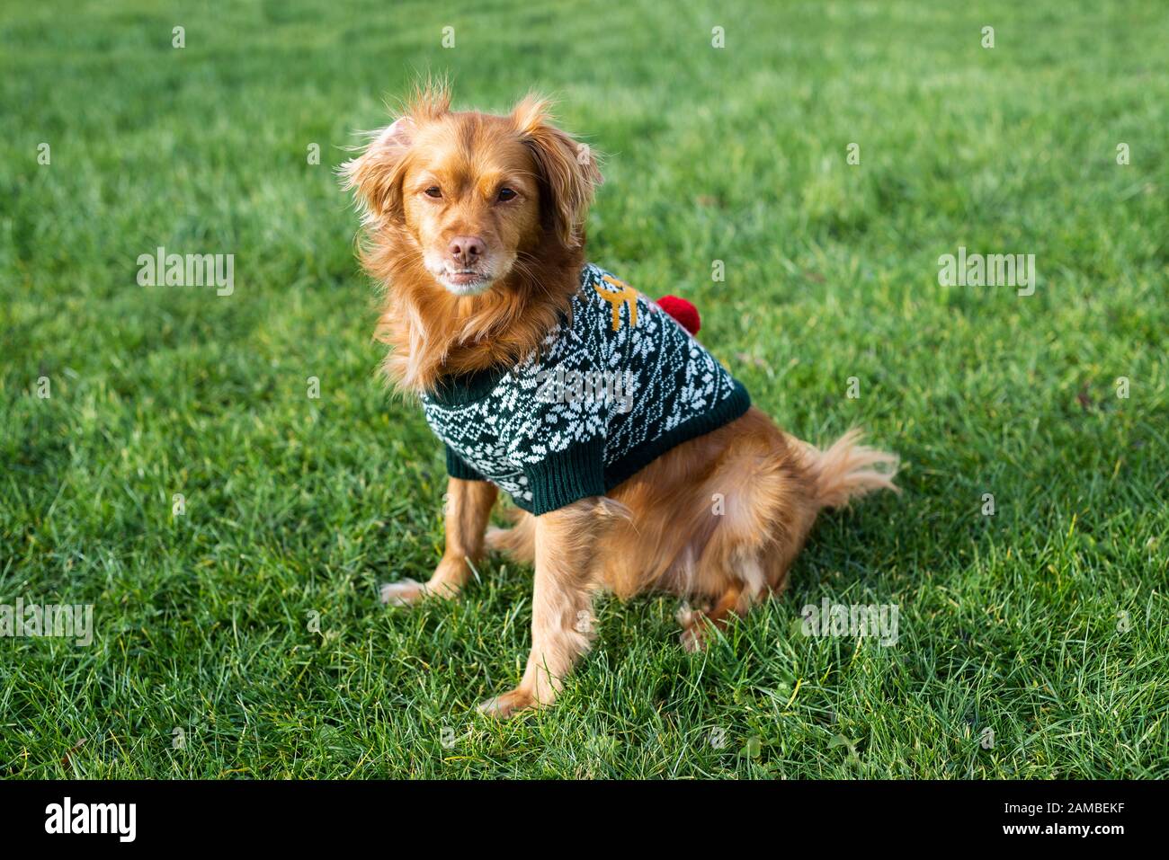 green dog christmas sweater