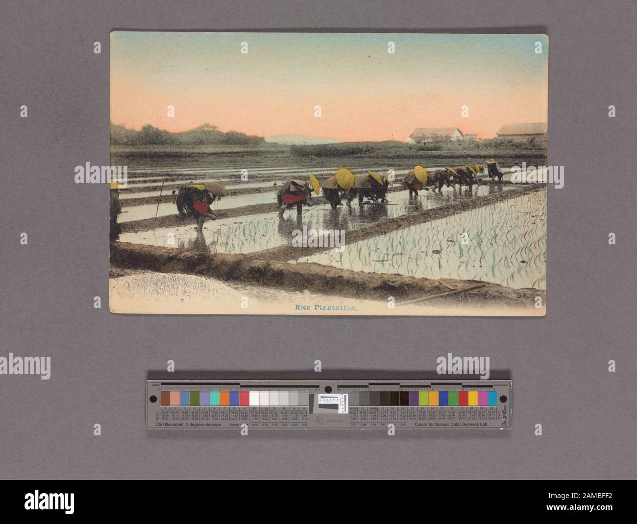 Traditional Rice Plantation Rice growing regions hi-res stock photography and images - Alamy
