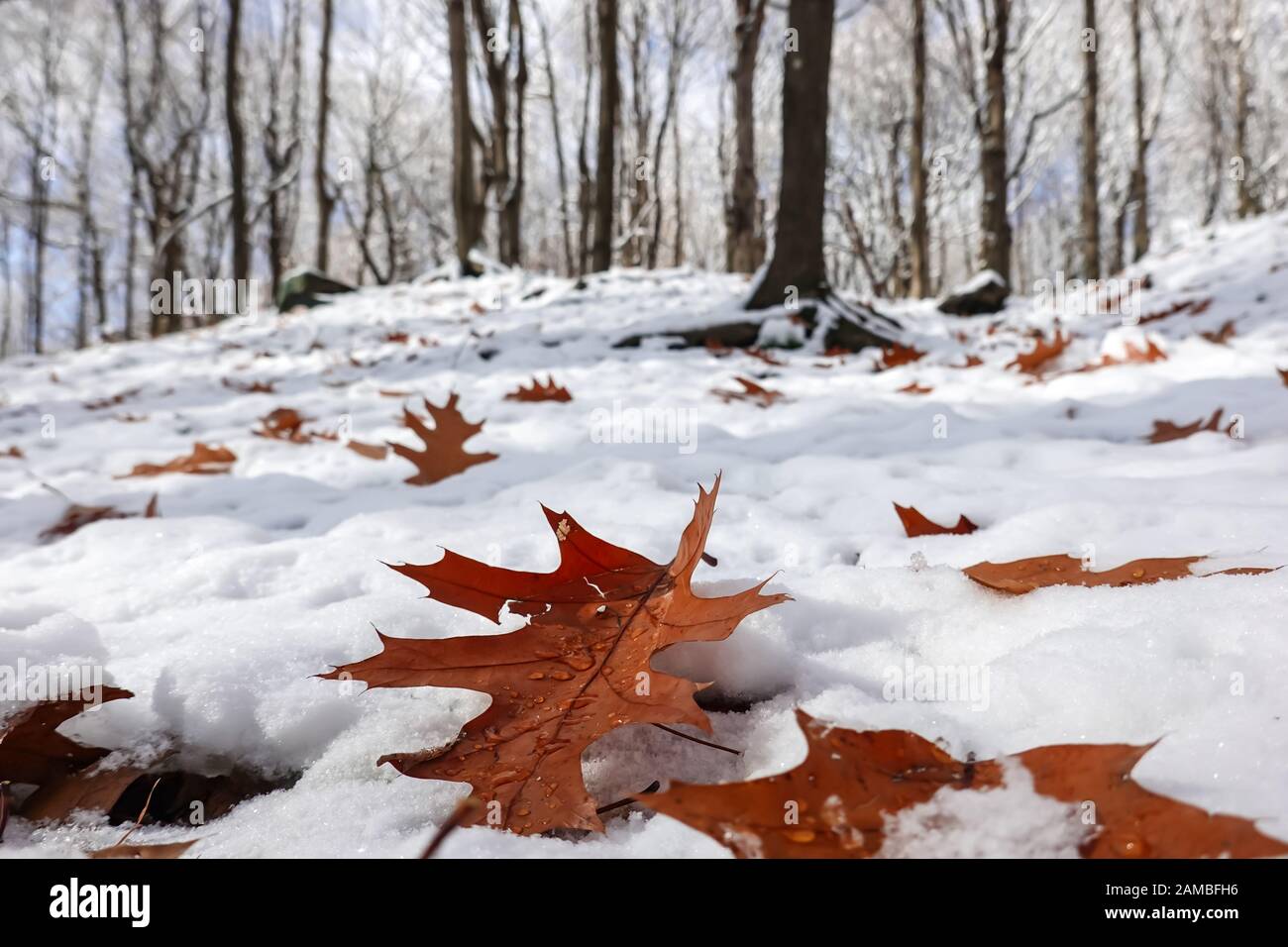 oak leaves falling on the ground surrounded by snow in end of autumn 2019 Stock Photo