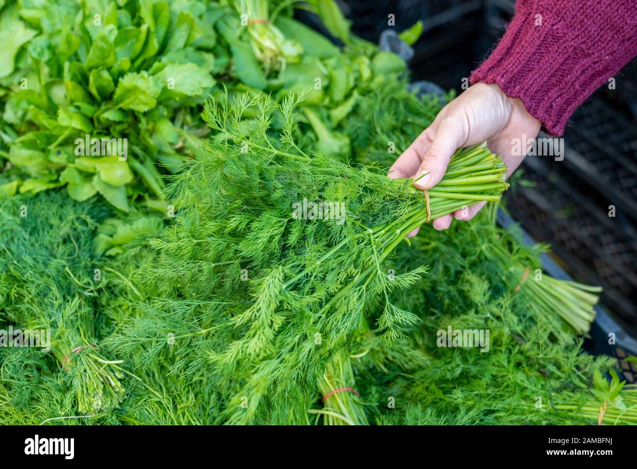 Choosing very delicious vegetable dill from a pile in a grocery Stock Photo