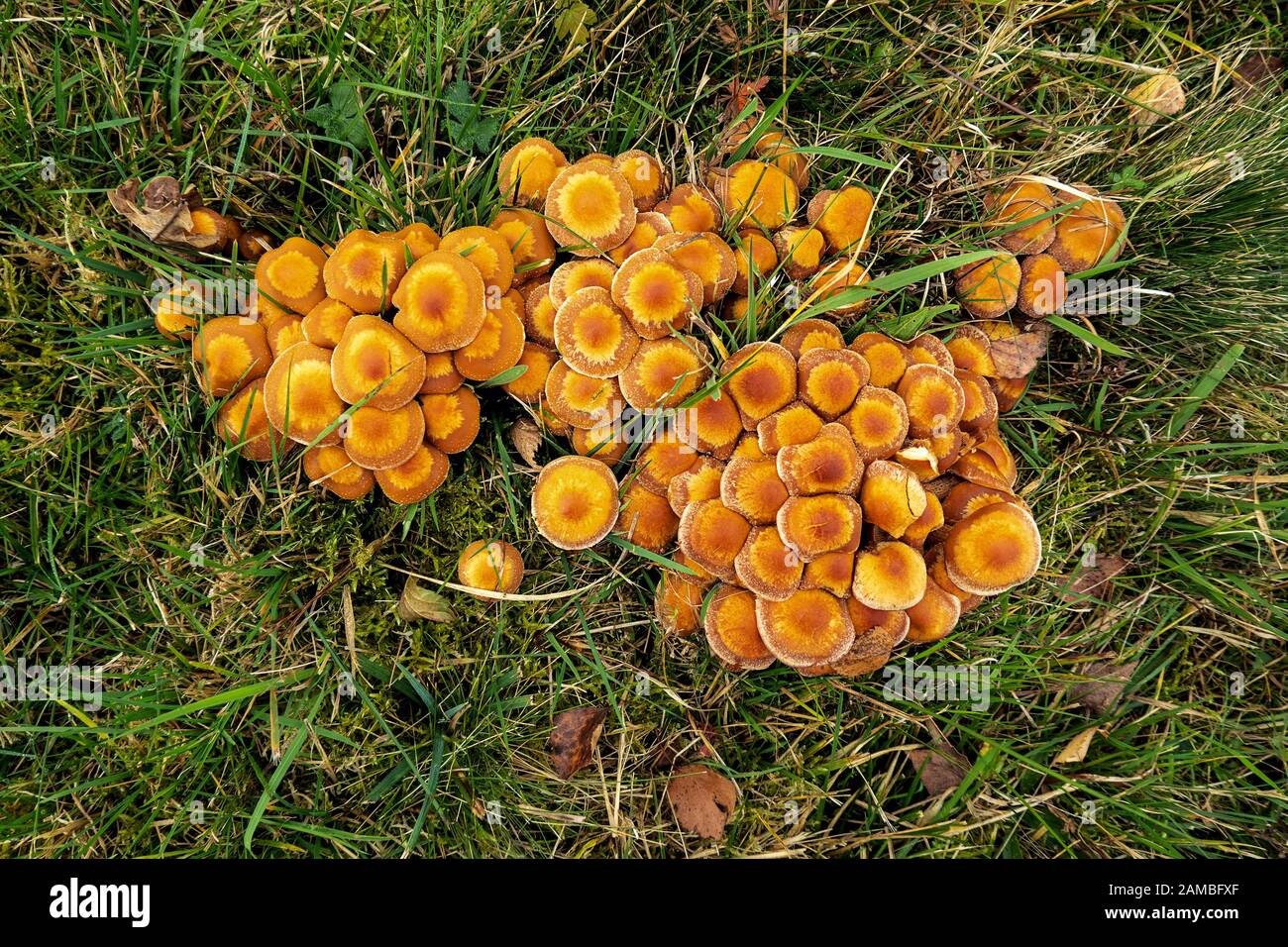 many small brown mushrooms growing in the lawn Stock Photo
