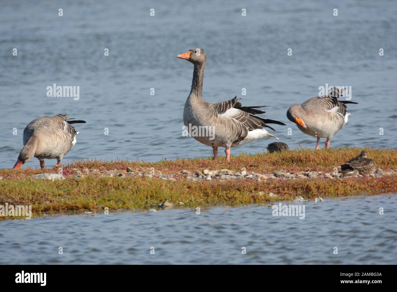 some days on Fehmarn, Germany Stock Photo