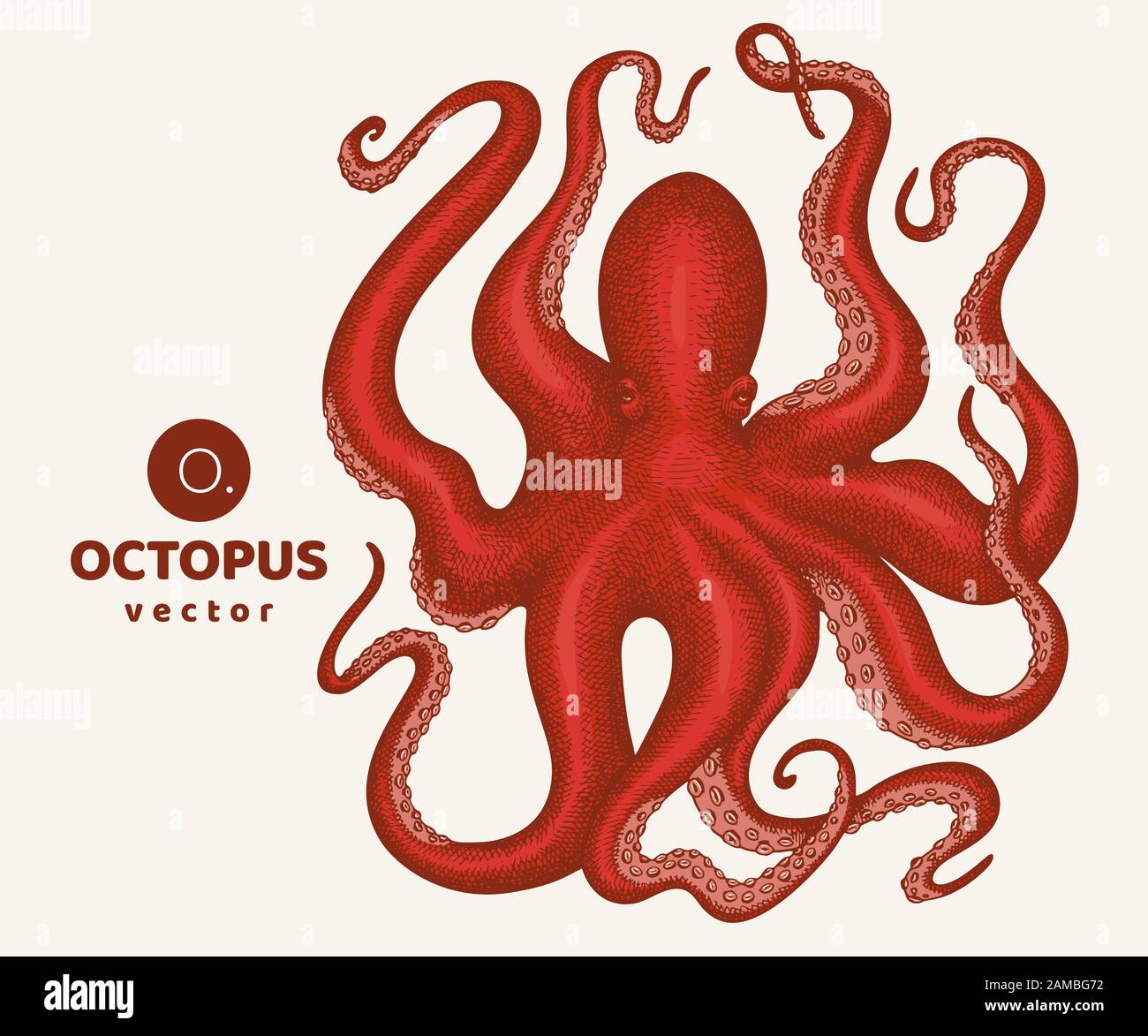 Octopus colored illustration. Hand drawn vector seafood illustration ...