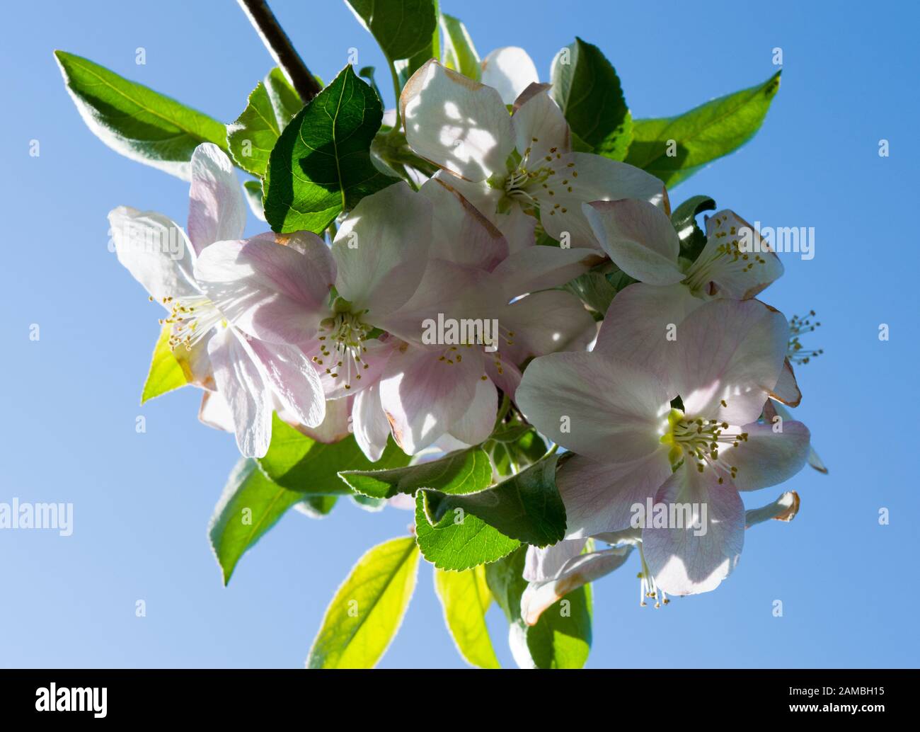 Apple Tree Branch With Flowers In Spring The Apple Blossom Is An Angiosperm Flower Sunny Photo Against The Blue Clear Sky Stock Photo Alamy Apple Tree Branch With Flowers In Spring The Apple Blossom Is An Angiosperm Flower Sunny Photo Against The Blue Clear Sky Stock Photo Alamy