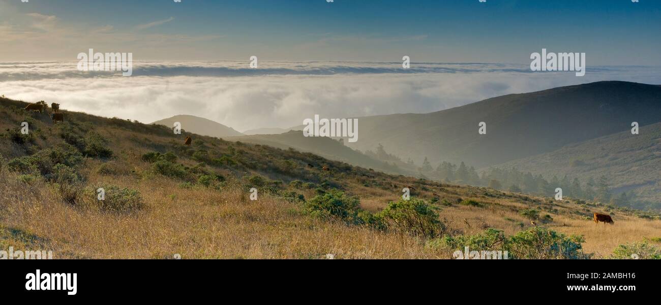 Cape Ridge Cape Ridge area near Cape Mendocino with ocean view blocked by evening ...