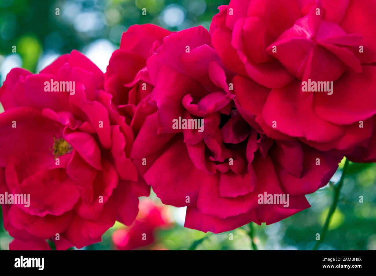 Three beautiful red garden roses. The red rose is the definitive symbol for romantic feelings and represents a true love. Close up photograph. Stock Photo
