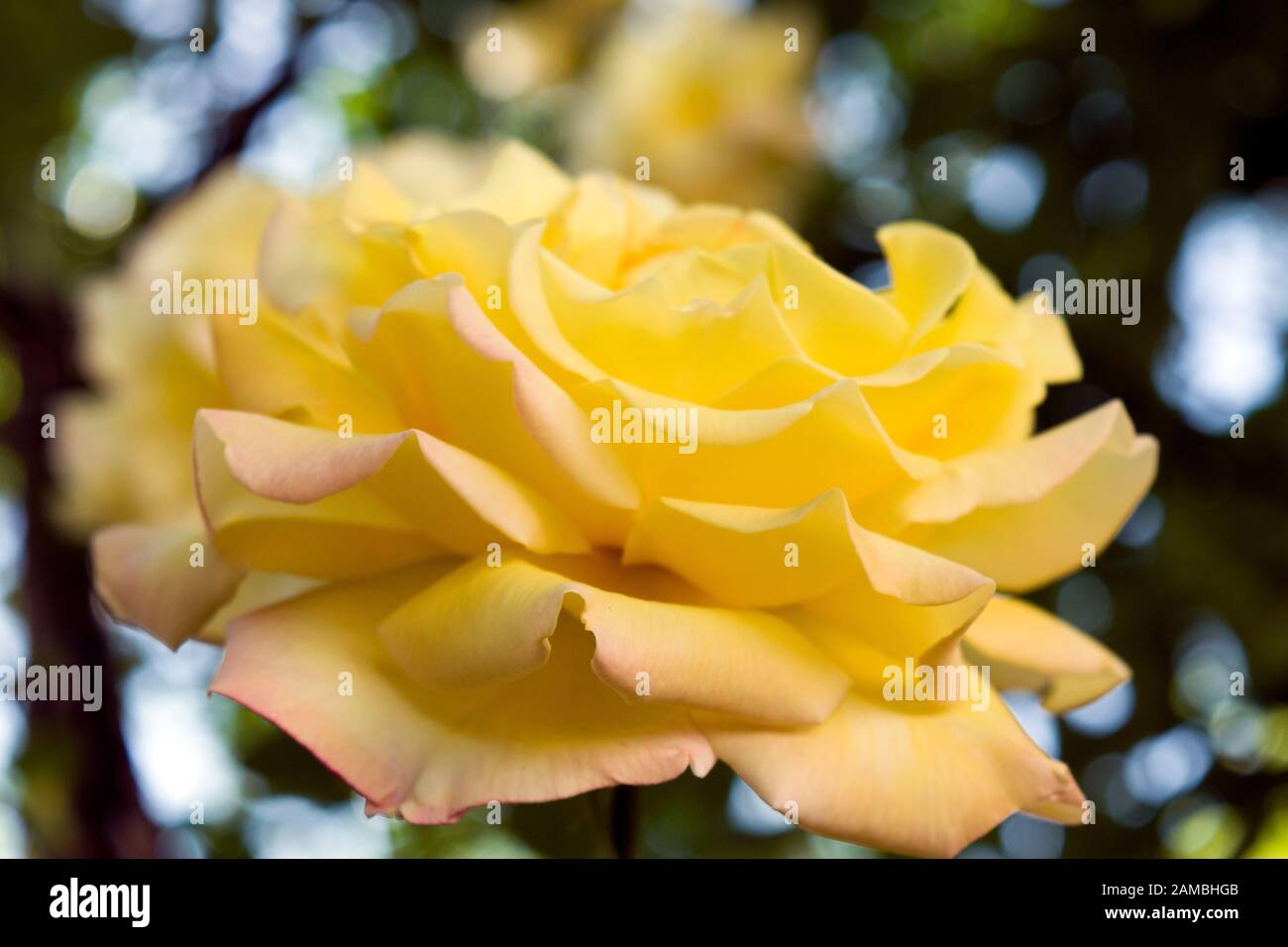 A beautiful yellow rose photographed from aside, revealing its multitude rows of scented fragile petals. Stock Photo