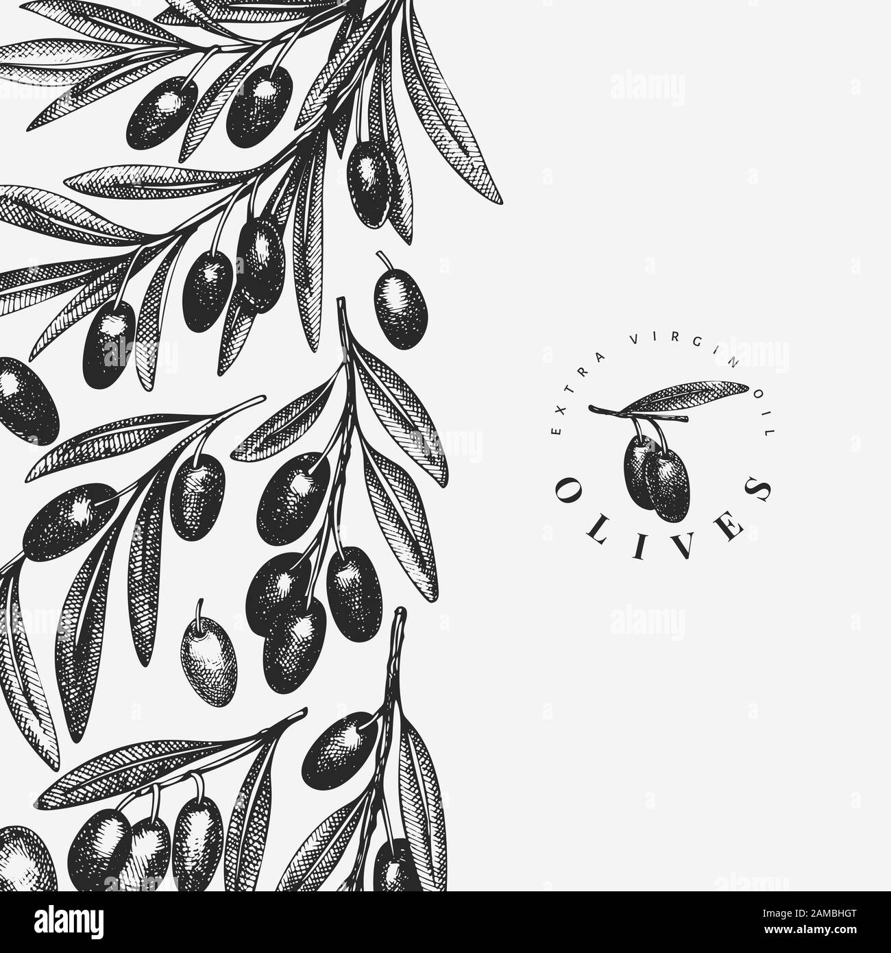 Olive branch design template. Hand drawn vector food illustration ...