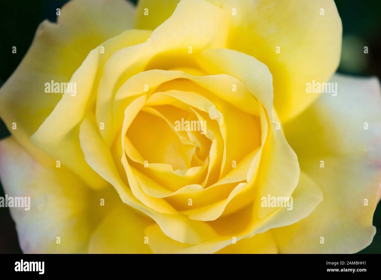 A beautiful yellow rose in a closeup photograph. The color yellow is closely associated with the sun, representing feeling of joy, optimism, happiness. Stock Photo