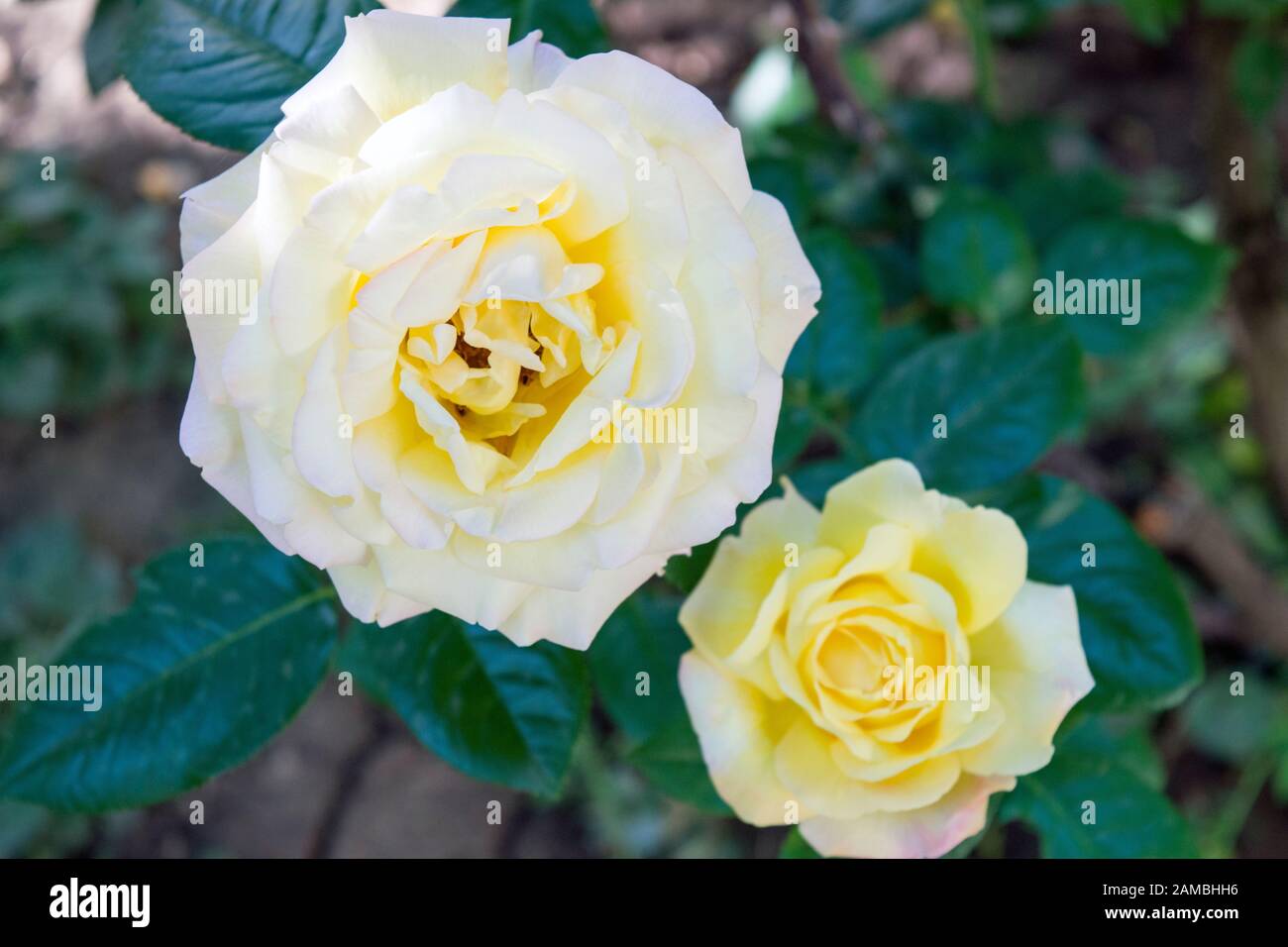 Two beautiful yellow roses: a big one and a smaller one in a close up ...