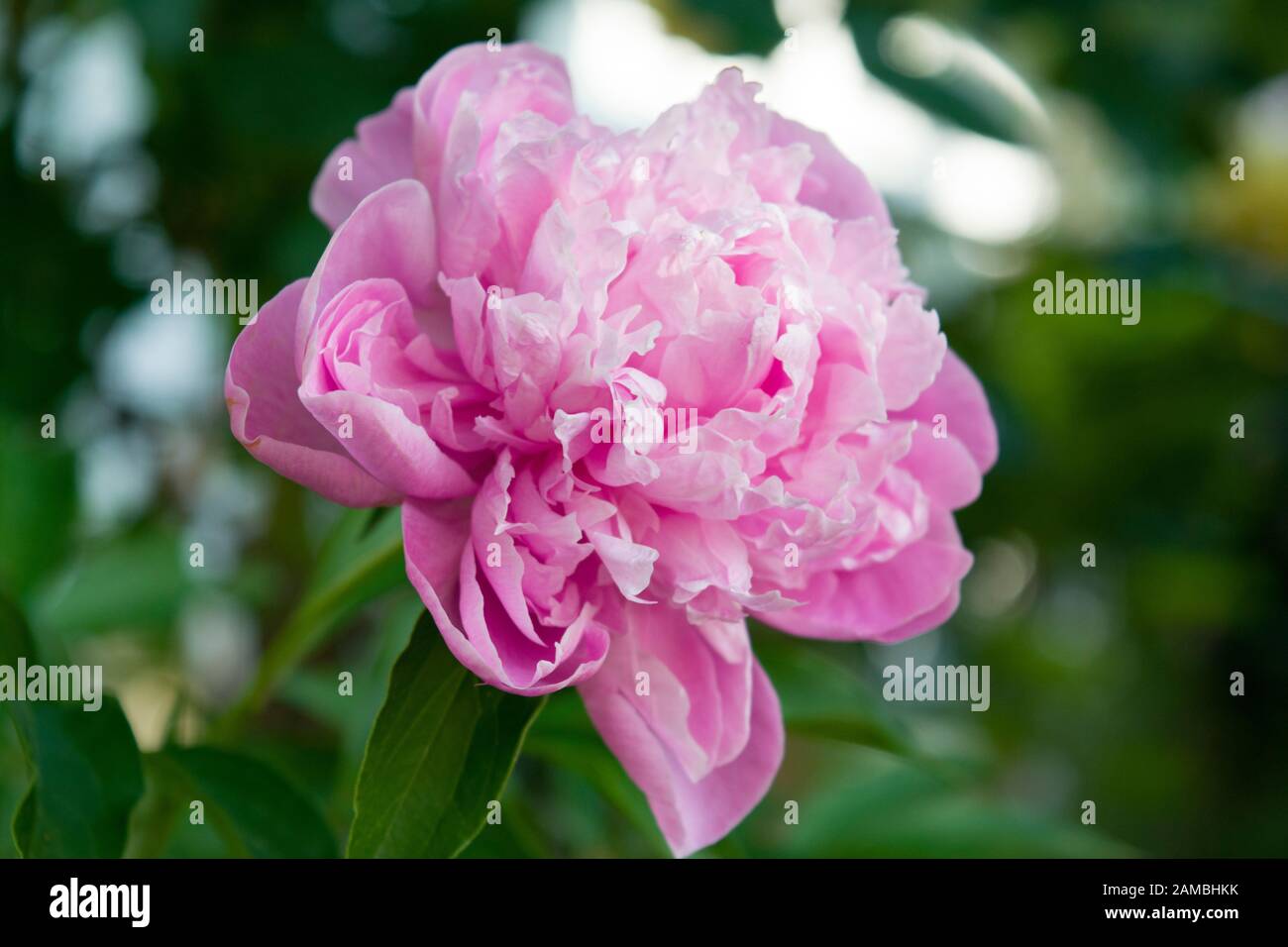 A beautiful pink peony flower photographed in natural daylight, in the ...