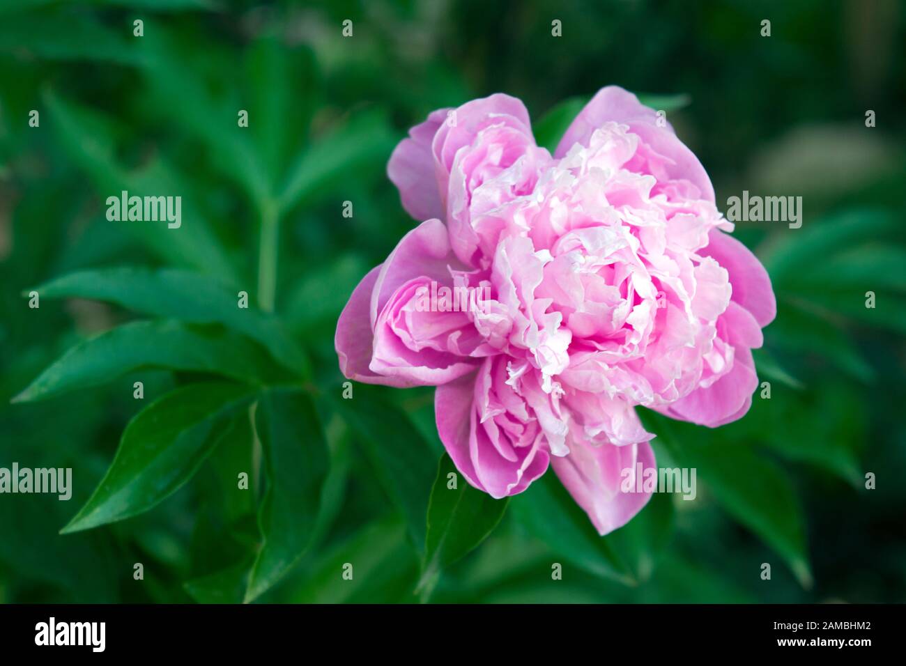 A beautiful pink peony flower photographed from above in natural daylight, in the garden. Close-up shoot. Stock Photo