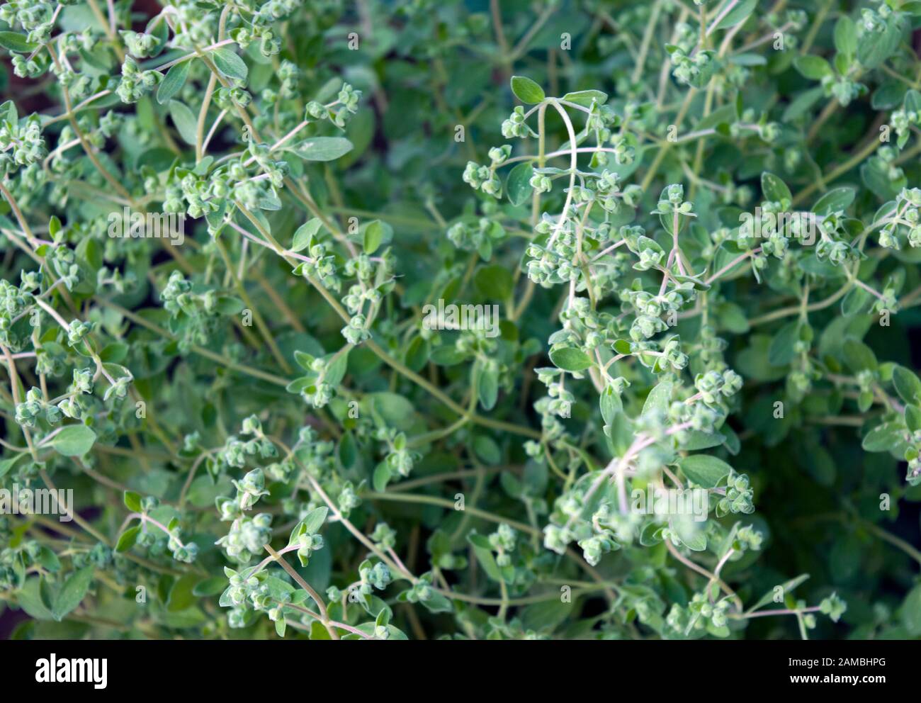 Sweet marjoram hires stock photography and images Alamy