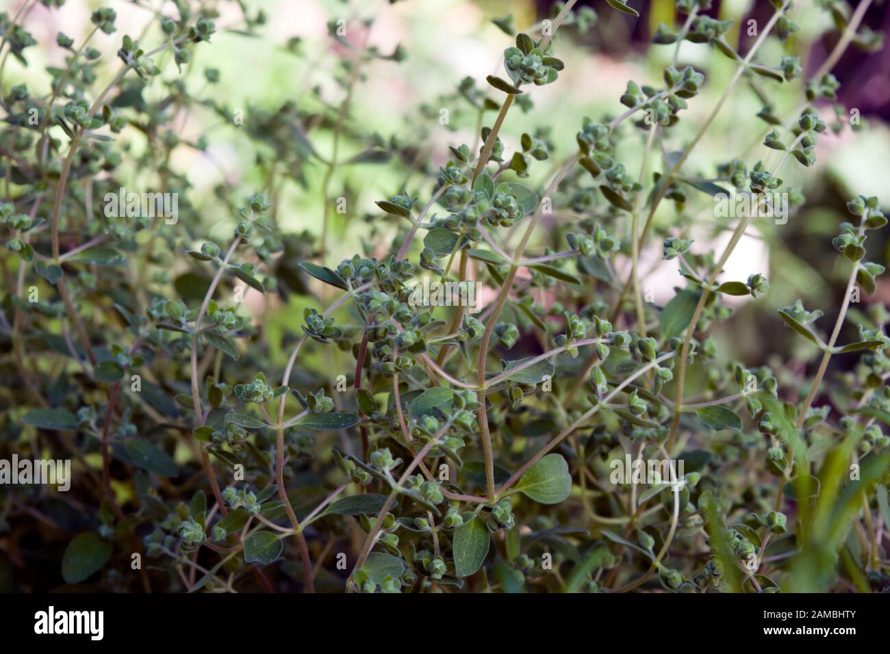 Marjoram bush, a garden aromatic plant. Marjoram is a somewhat cold